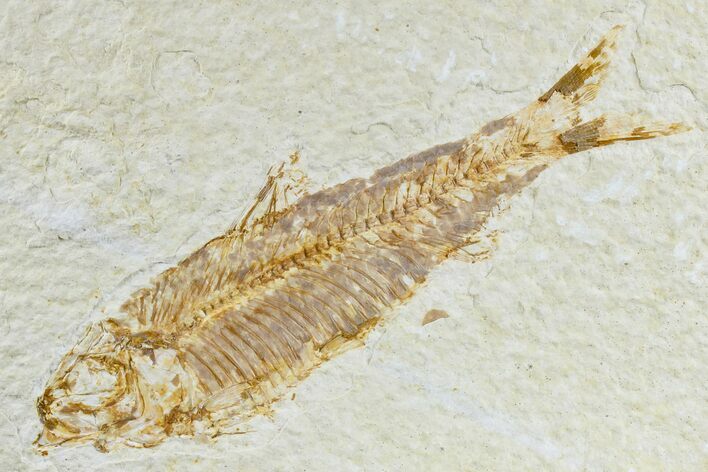 Detailed Fossil Fish (Knightia) - Wyoming #165795